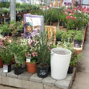 Andropogon