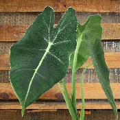 Alocasia Frydek Green Velvet (Alocasia micholitziana)