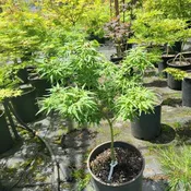 Acer palmatum 'Catalina Mendoza' Japanese Maple