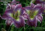 Daylily Reflecting Pool