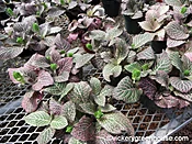 Fittonia - Pink