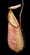 Nepenthes hirstua
