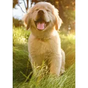 Blank Greeting Card