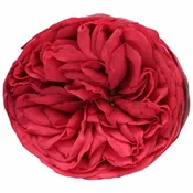 Bulk Piano Garden Roses