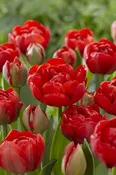 Miranda Double Red Peony Tulip Bulbs (25 Pack) | Premium Dutch Flower Bulbs — Burnside Farms
