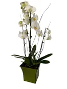 Double White Phalaenopsis Orchid Plant | Talk ta Me Floral