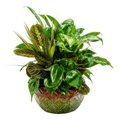Mother Earth Dish Garden - TMF-1613