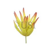 Aloe Vera Succulent Stem Bag of 2, 5in, Yellow Burgundy