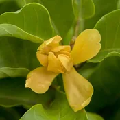 Joy Perfume Tree (Magnolia champaca)