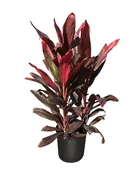 10″ Cordyline Red Florida