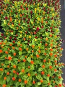 Celosia – Flat (36 Flowers) —  Wagenmaker Greenhouses