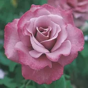Angel Face — Weeks Roses