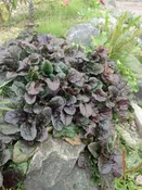 Ajuga