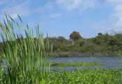 Wetland Consulting