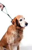 Chew Resistant Leash Handle