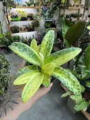 Resnova Humifusa Variegated — Seattle Plant Daddy