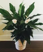 Peace Lily