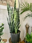 10 in. Tropical — Viroqua Floral