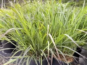 Andropogon gerardii ‘Black Hawks’ PP27949- Big Bluestem Grass