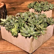Succulent Gardens