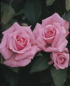Belinda’s Dream — Weeks Roses