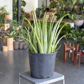 Aloe vera