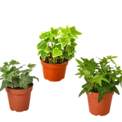 3 Different English Ivy Plants - 4" Pot - Live House Plant