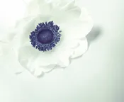 Wedding/Event deposit — belle flower