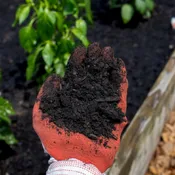 Black Gold Compost