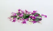 Loose Orchid Blooms – Lots of 100