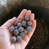 2026 LOTUS SEEDS  (Random UNKNOWN Hybrids)-15 Seeds