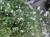 Beneficial Insect Flower Mix