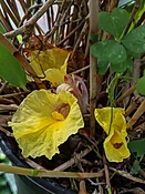 Costus lateriflorus