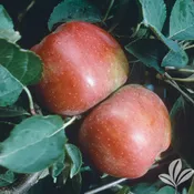 Anna Apple