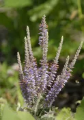 Amorpha canescens