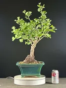 Gingko Biloba Bonsai ST0675