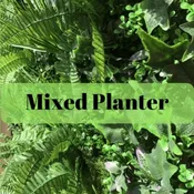 Plant Assortment Basket
