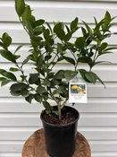 1 Gallon Meyer Lemon