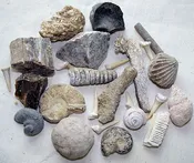 Flat Rate Box- Fossil (Blue) Bag Without Sand - 15 Different Fossils - 60 Bags Per box (Wholesale)