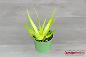 ALOE – SOLAR FLARE 4IN