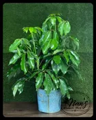 10" SCHEFFLERA