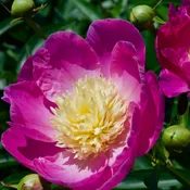 Paeonia lactiflora 'Bowl of Beauty' (Peony)