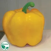 Abay F1 Organic Pepper Seeds