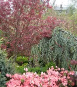 Acer palmatum 'Bloodgood'