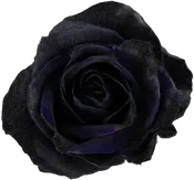 Black Roses