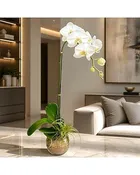 A Drop of Gold Orchid