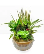 FRSH GREEN DISH GARDEN