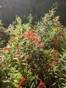 Zauschneria garetii syn Epilobium canum ssp. garrettii Hummingbird trumpet, California fuchsia, Garrett’s Firechalice 	Z 5-9