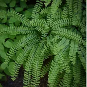 Adiantum pedatum