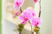 Orchid Arrangement